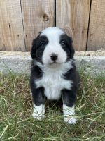 Australian Collie Puppies for sale in Weatherford, TX, USA. price: NA