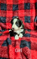 Australian Collie Puppies for sale in Pulaski, KY 42567, USA. price: NA