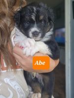 Australian Collie Puppies for sale in Reinholds, PA 17569, USA. price: $850