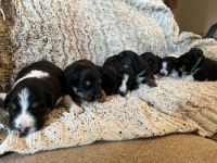Australian Collie Puppies for sale in Damascus, OR 97089, USA. price: $600