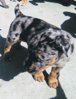 Australian Collie Puppies for sale in San Bernardino, CA, USA. price: $1,500