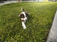 Australian Collie Puppies for sale in Bend, OR, USA. price: $380