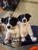 Australian Collie Puppies for sale in Graham, Washington. price: $550