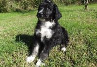 Australian Collie Puppies for sale in Colorado Springs, CO, USA. price: NA