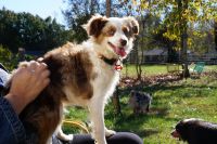 Australian Collie Puppies for sale in Winston-Salem, NC, USA. price: NA