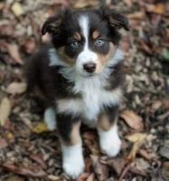 Australian Collie Puppies for sale in Atlanta, GA, USA. price: NA