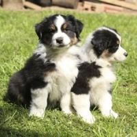 Australian Collie Puppies for sale in Atlanta, GA, USA. price: NA