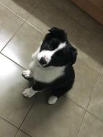 Australian Collie Puppies for sale in Berkeley, CA, USA. price: NA