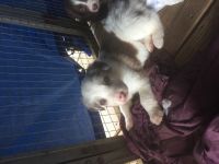 Australian Collie Puppies for sale in Bedford, IN, USA. price: NA