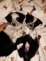 Australian Collie Puppies for sale in Paso Robles, CA 93446, USA. price: NA
