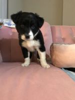 Australian Collie Puppies for sale in Woodland Hills, Los Angeles, CA, USA. price: NA