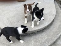 Australian Collie Puppies for sale in Assonet, Freetown, MA 02702, USA. price: NA