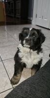 Australian Collie Puppies for sale in Los Angeles, CA, USA. price: NA