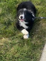 Australian Collie Puppies for sale in Brooklyn, NY, USA. price: NA