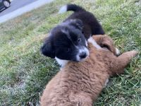 Australian Collie Puppies for sale in Glen Burnie, MD, USA. price: NA