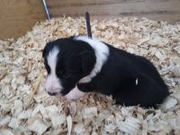Australian Collie Puppies for sale in Pulaski, TN 38478, USA. price: NA