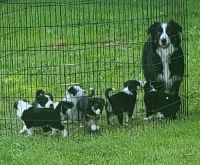 Australian Collie Puppies for sale in Vader, WA, USA. price: NA