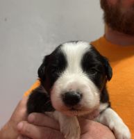 Australian Collie Puppies for sale in Chatham, IL, USA. price: NA
