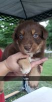 Australian Collie Puppies for sale in Pulaski, KY 42567, USA. price: NA