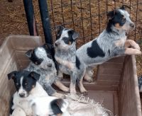 Australian Kelpie Puppies for sale in Lawton, Oklahoma. price: $200