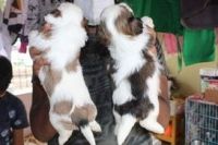 Australian Mist Cats for sale in Chennai, Tamil Nadu, India. price: 10 INR