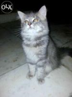 Australian Mist Cats for sale in Thane, Maharashtra 400601, India. price: 8000 INR