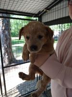 Australian Red Heeler Puppies for sale in Nashville, IN 47448, USA. price: NA