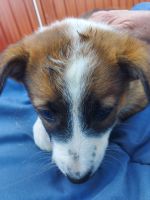 Australian Red Heeler Puppies for sale in Reading, MI 49274, USA. price: NA