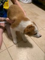 Australian Red Heeler Puppies for sale in Third Lake, IL 60030, USA. price: NA