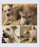 Australian Red Heeler Puppies for sale in Pine River, WI 54965, USA. price: NA