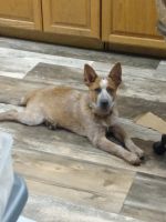 Australian Red Heeler Puppies for sale in Galesburg, IL 61401, USA. price: NA