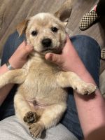 Australian Red Heeler Puppies for sale in Greenwood, AR 72936, USA. price: NA