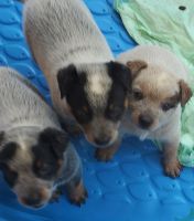 Australian Red Heeler Puppies for sale in Central Florida, FL, USA. price: NA