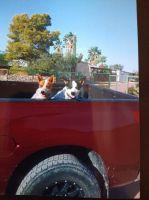 Australian Red Heeler Puppies for sale in 27419 N 207th Ave, Wittmann, AZ 85361, USA. price: NA