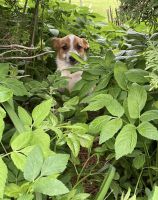 Australian Red Heeler Puppies for sale in Arvada, CO, USA. price: NA