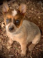 Australian Red Heeler Puppies for sale in Zachary, LA 70791, USA. price: NA