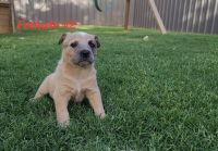 Australian Red Heeler Puppies for sale in Lubbock, TX, USA. price: NA