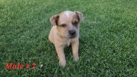 Australian Red Heeler Puppies for sale in Lubbock, TX, USA. price: NA