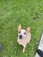 Australian Red Heeler Puppies for sale in Salem, IL, USA. price: NA