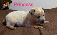 Australian Red Heeler Puppies for sale in Cottonwood, CA 96022, USA. price: NA