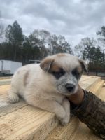 Australian Red Heeler Puppies for sale in Elizabethtown, NC 28337, USA. price: NA