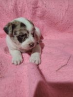 Australian Red Heeler Puppies for sale in Chouteau, OK 74337, USA. price: NA