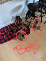 Australian Red Heeler Puppies for sale in Sheboygan, WI, USA. price: $250