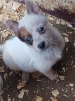 Australian Red Heeler Puppies for sale in Coal City, IN 47427, USA. price: $300