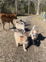 Australian Red Heeler Puppies for sale in Currie, NC 28435, USA. price: $300