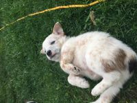 Australian Red Heeler Puppies for sale in Piqua, OH 45356, USA. price: NA