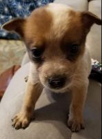 Australian Red Heeler Puppies for sale in Watertown, NY 13601, USA. price: NA