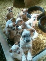 Australian Red Heeler Puppies for sale in Mt Gilead, OH 43338, USA. price: NA