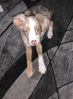Australian Red Heeler Puppies for sale in Miami, FL, USA. price: NA