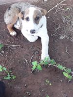 Australian Red Heeler Puppies for sale in El Paso, TX, USA. price: NA